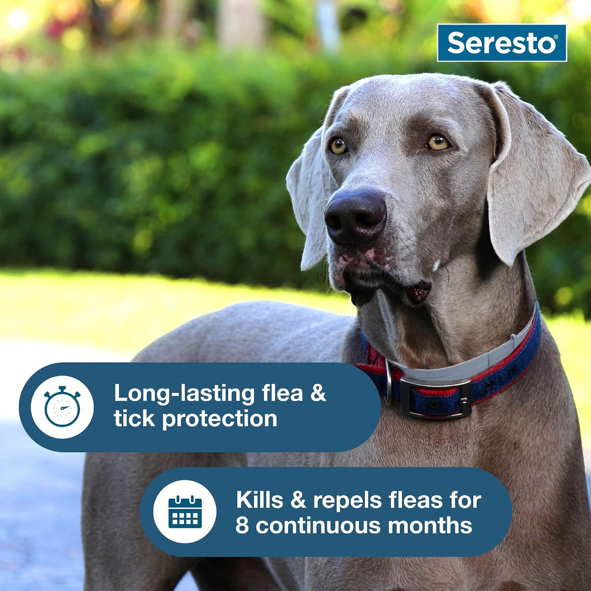 Seresto 8-Month Flea & Tick Collar for Large Dogs over 18 Lbs., 1Ct