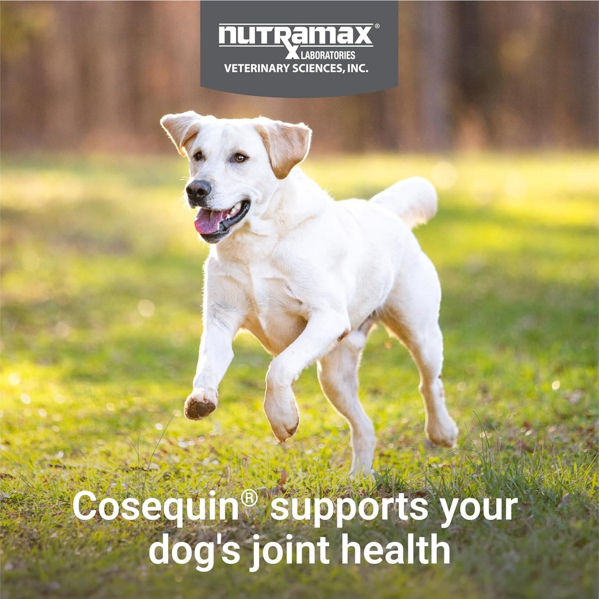 Nutramax Cosequin Joint Supplement for Dogs, Chewable Tablets, 132Ct