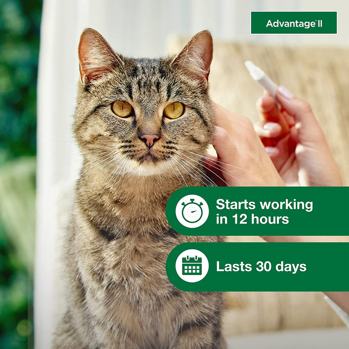 Advantage II Large Cat Topical Flea Treatment & Prevention, 2Ct