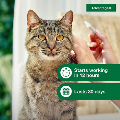 Advantage II Large Cat Topical Flea Treatment & Prevention, 2Ct